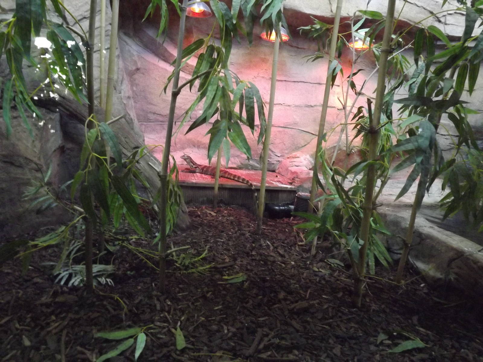 Water Monitor Exhibit at Flamingoland 19/02/12