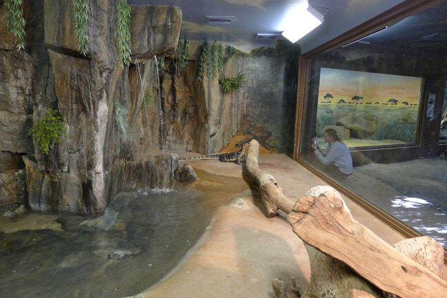 water monitor exhibit