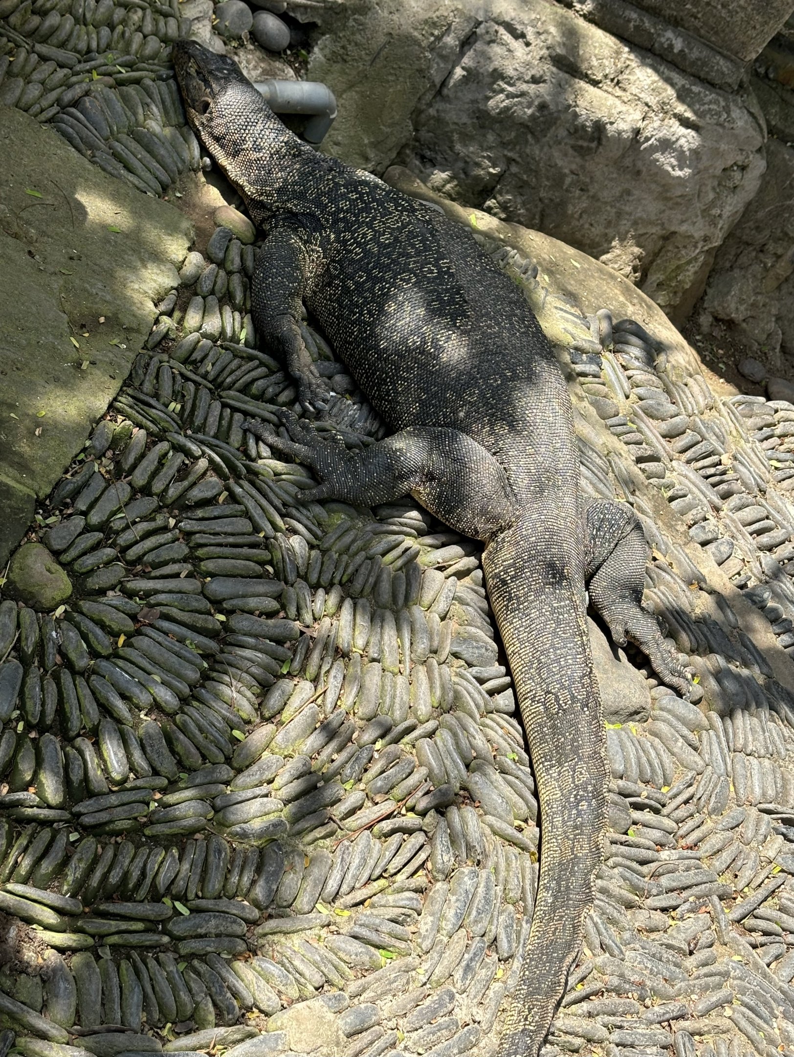 Water Monitor (in free-roaming area!)