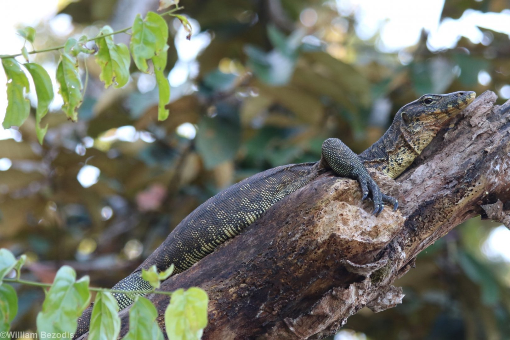 Water Monitor - Kinabatangan