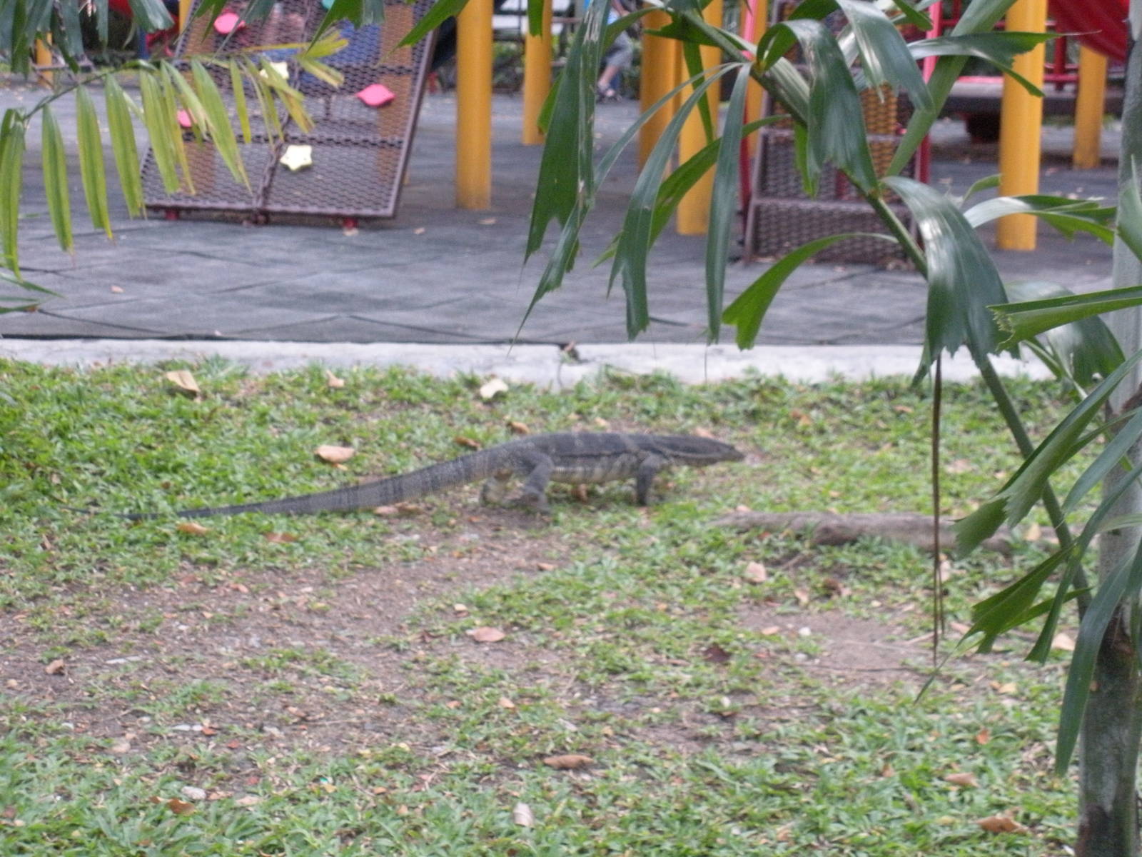 Water monitor lizard