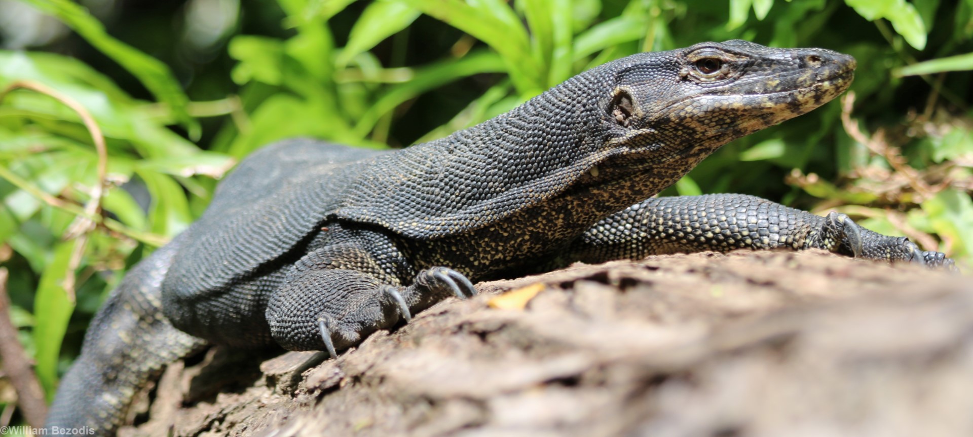 Water Monitor - Manukan Island