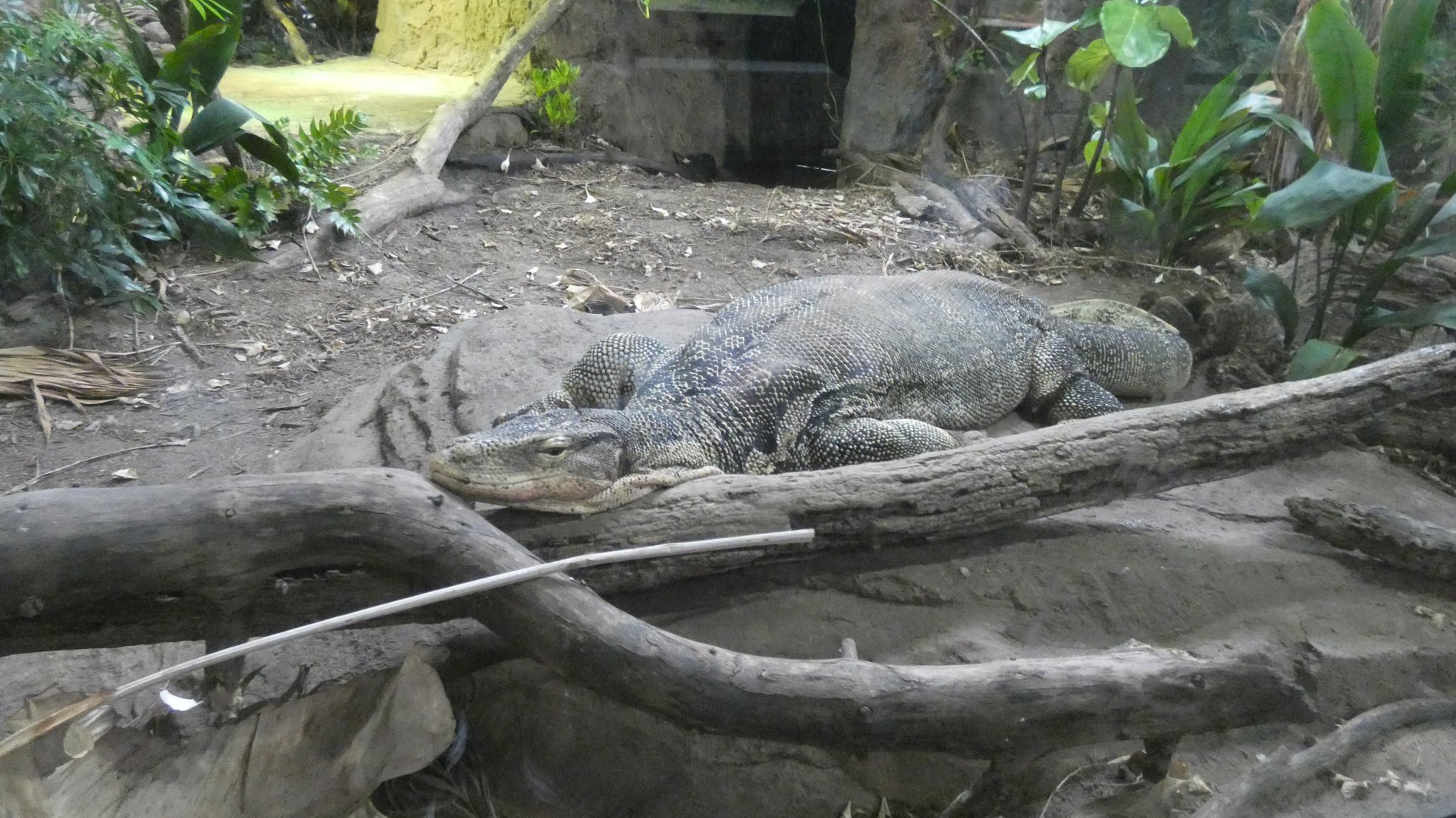 Water Monitor, Reptile Conservation Center - July 2022