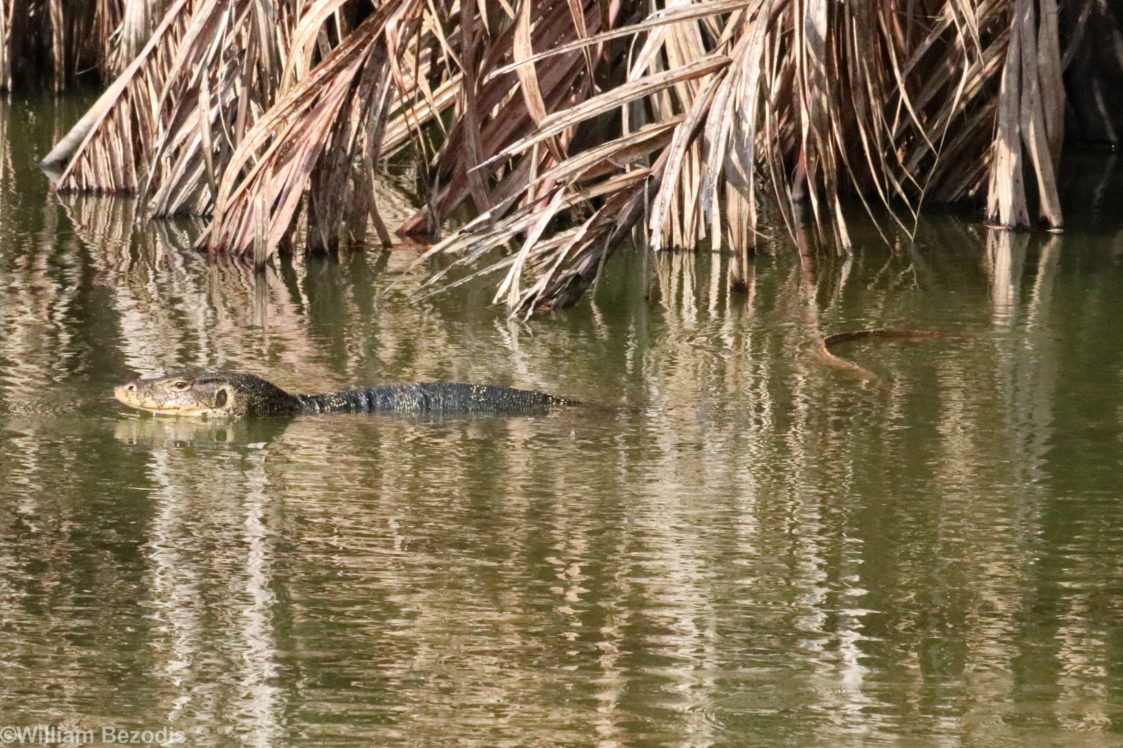 Water Monitor - Sri Nakhon Khuean Khan Park
