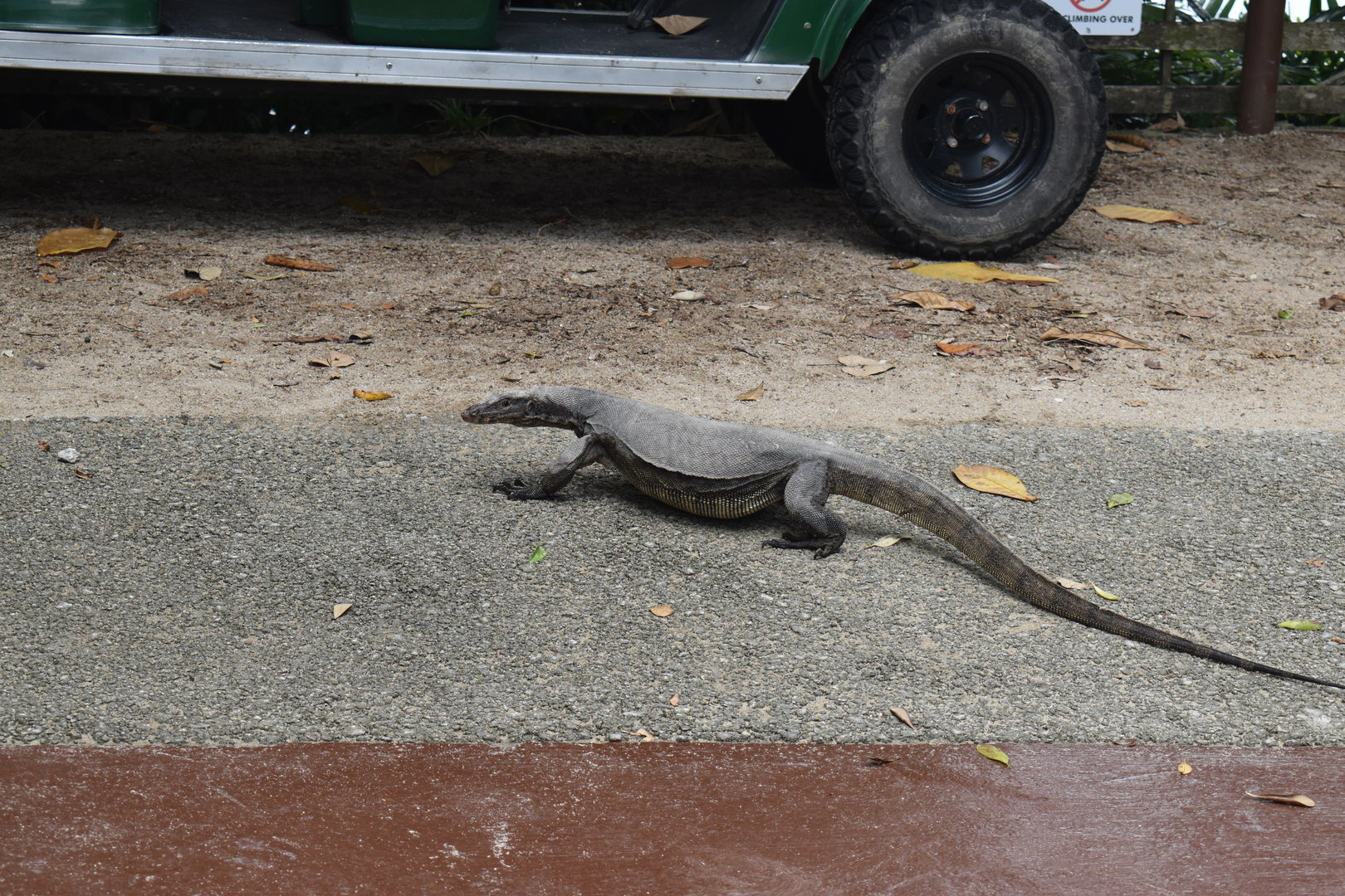 Water monitor, Sungei Buloh Wetlands Reserve