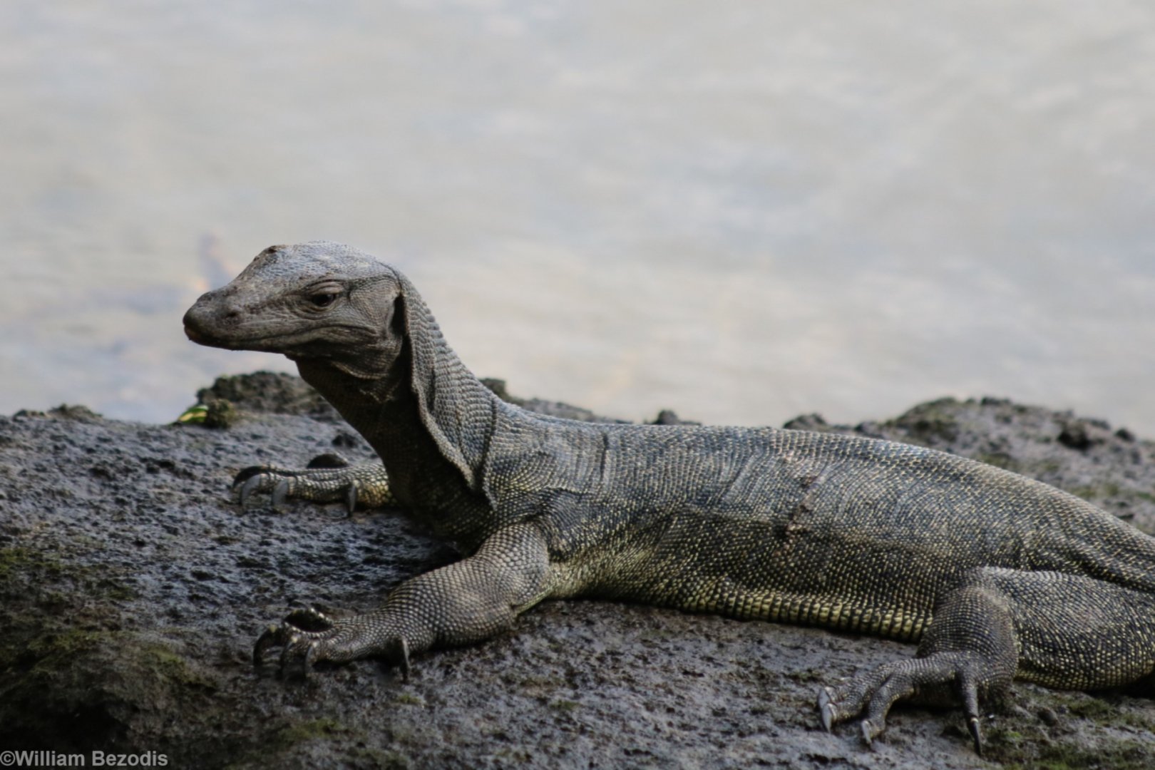 Water Monitor - Sungei Buloh