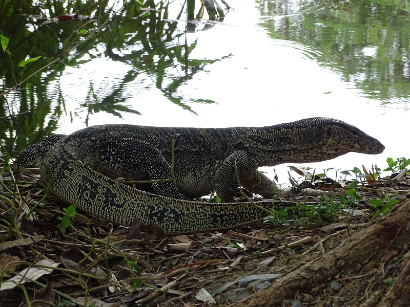 Water monitor (Varanus salvator macromaculatus)