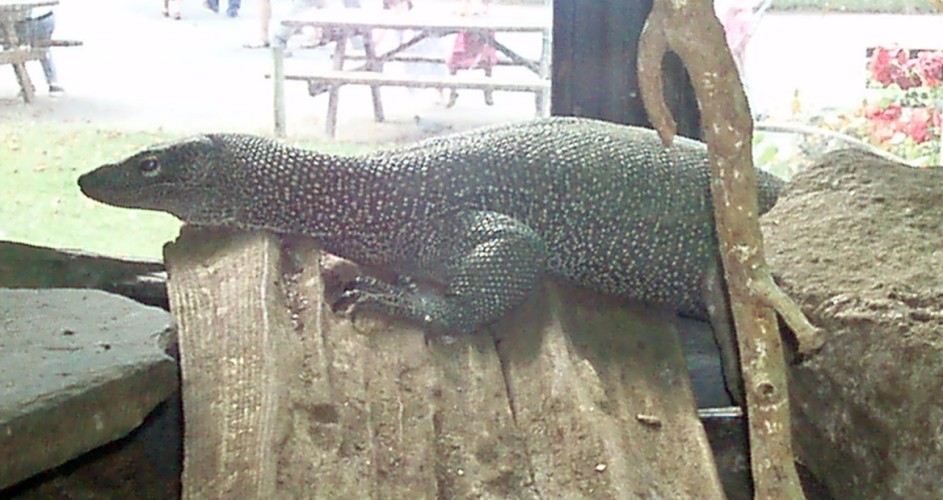 Water Monitor (Varanus salvator)