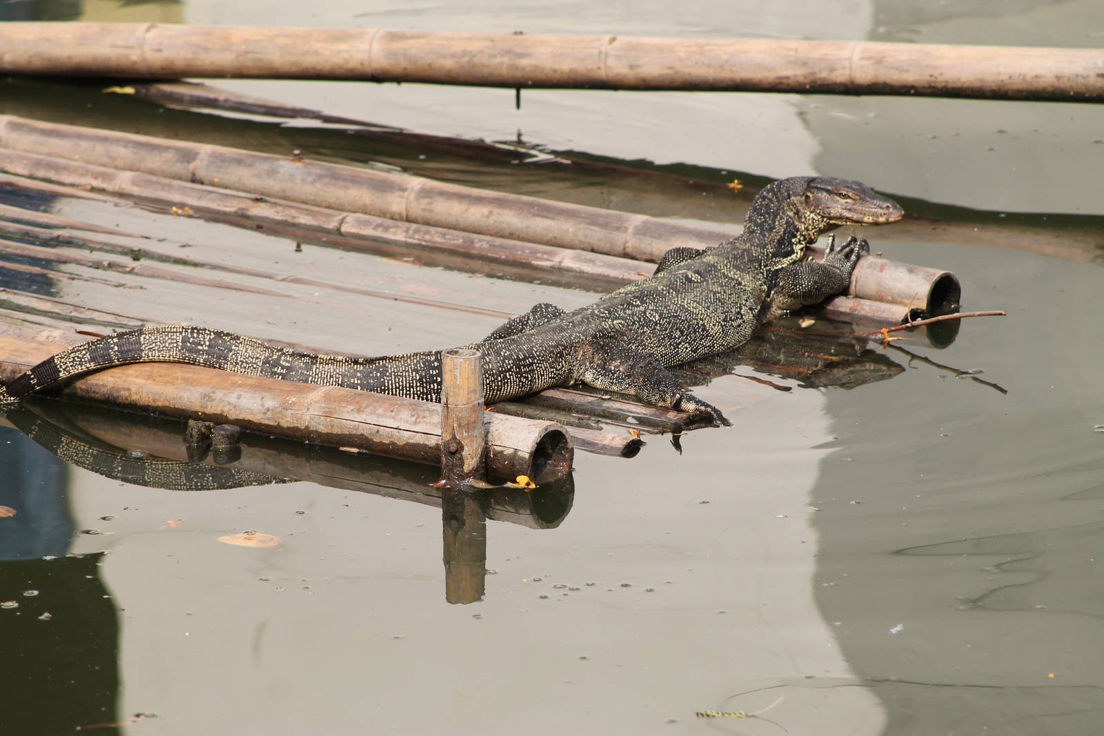 water monitor (Varanus salvator)