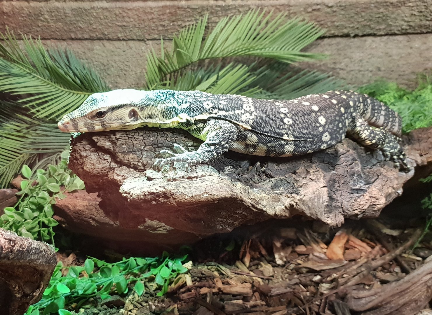 Water monitor - Varanus salvator