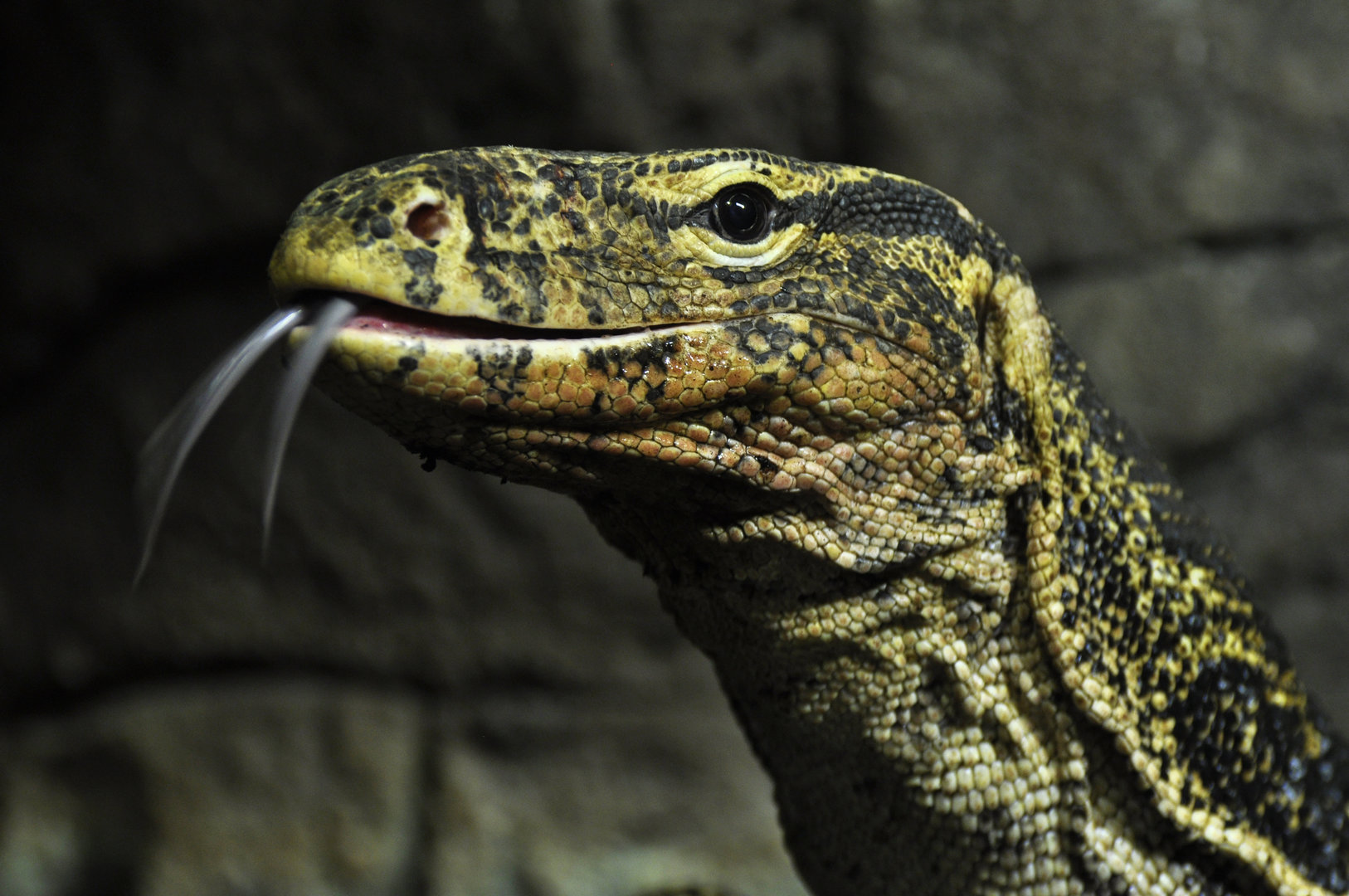 Water monitor Varanus salvator