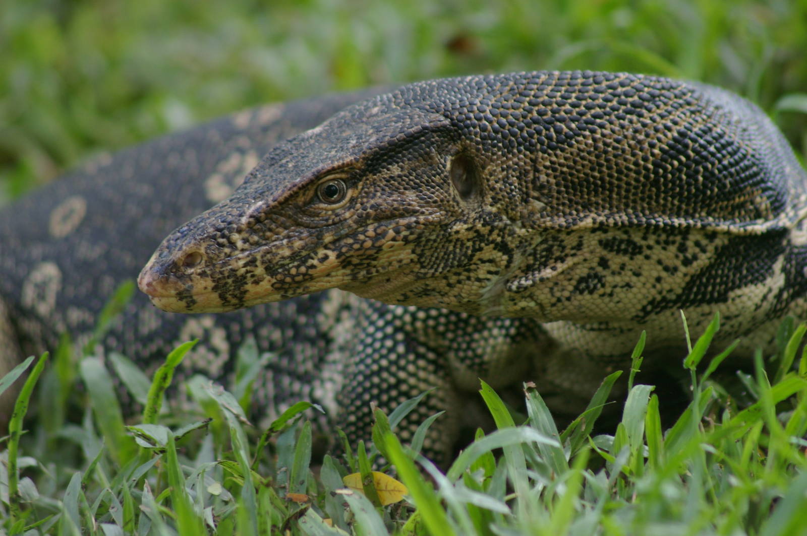 water monitor (Varanus salvator)