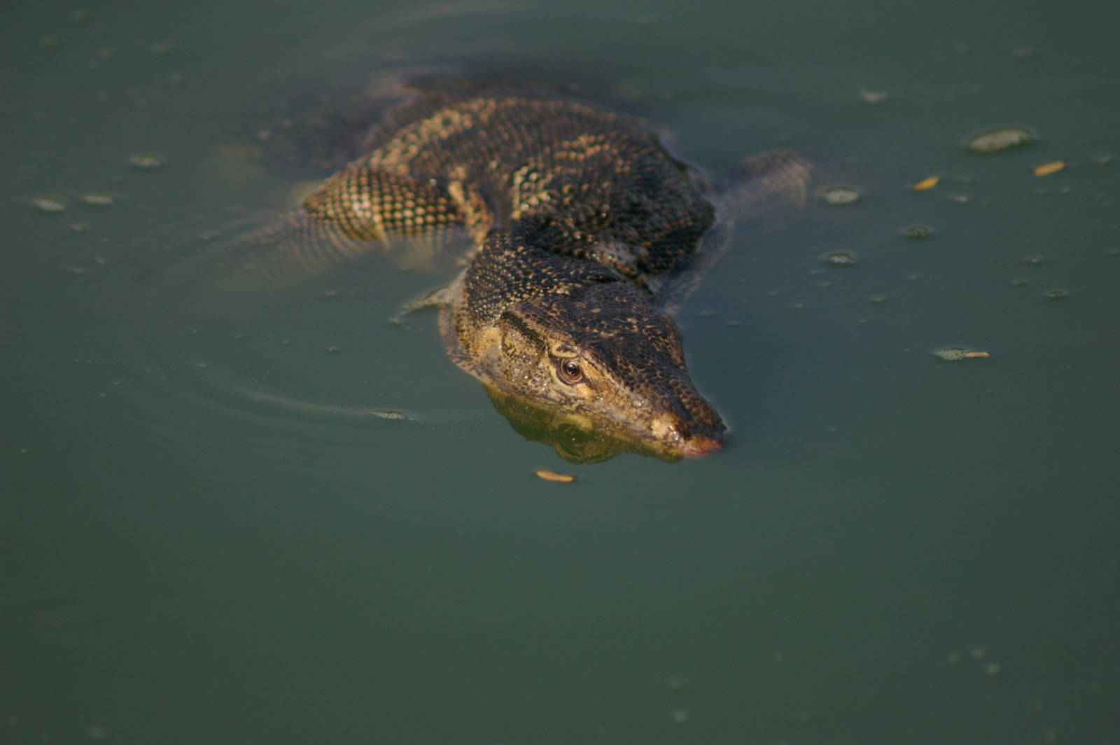 water monitor (Varanus salvator)
