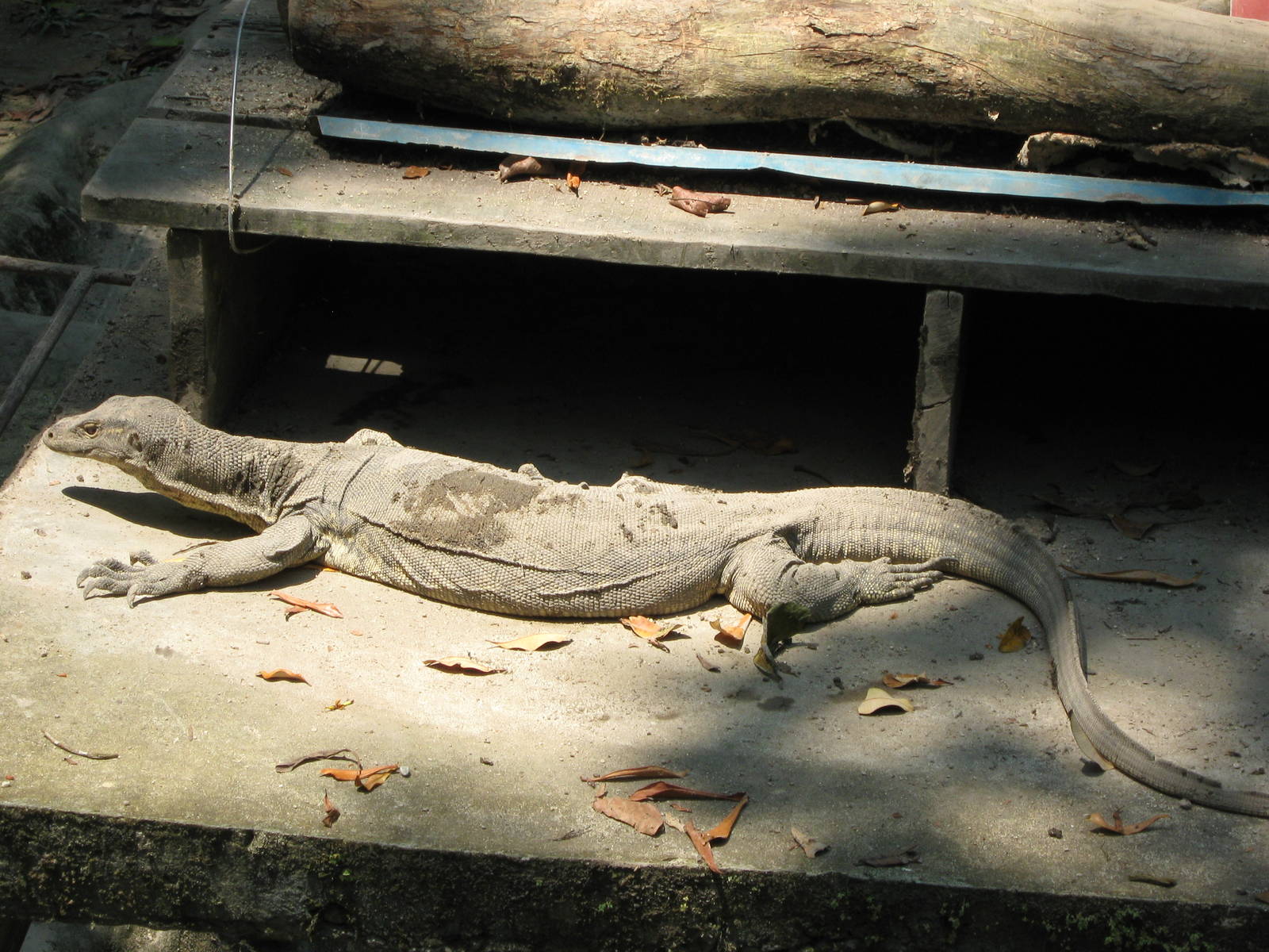 water monitor (Varanus salvator)