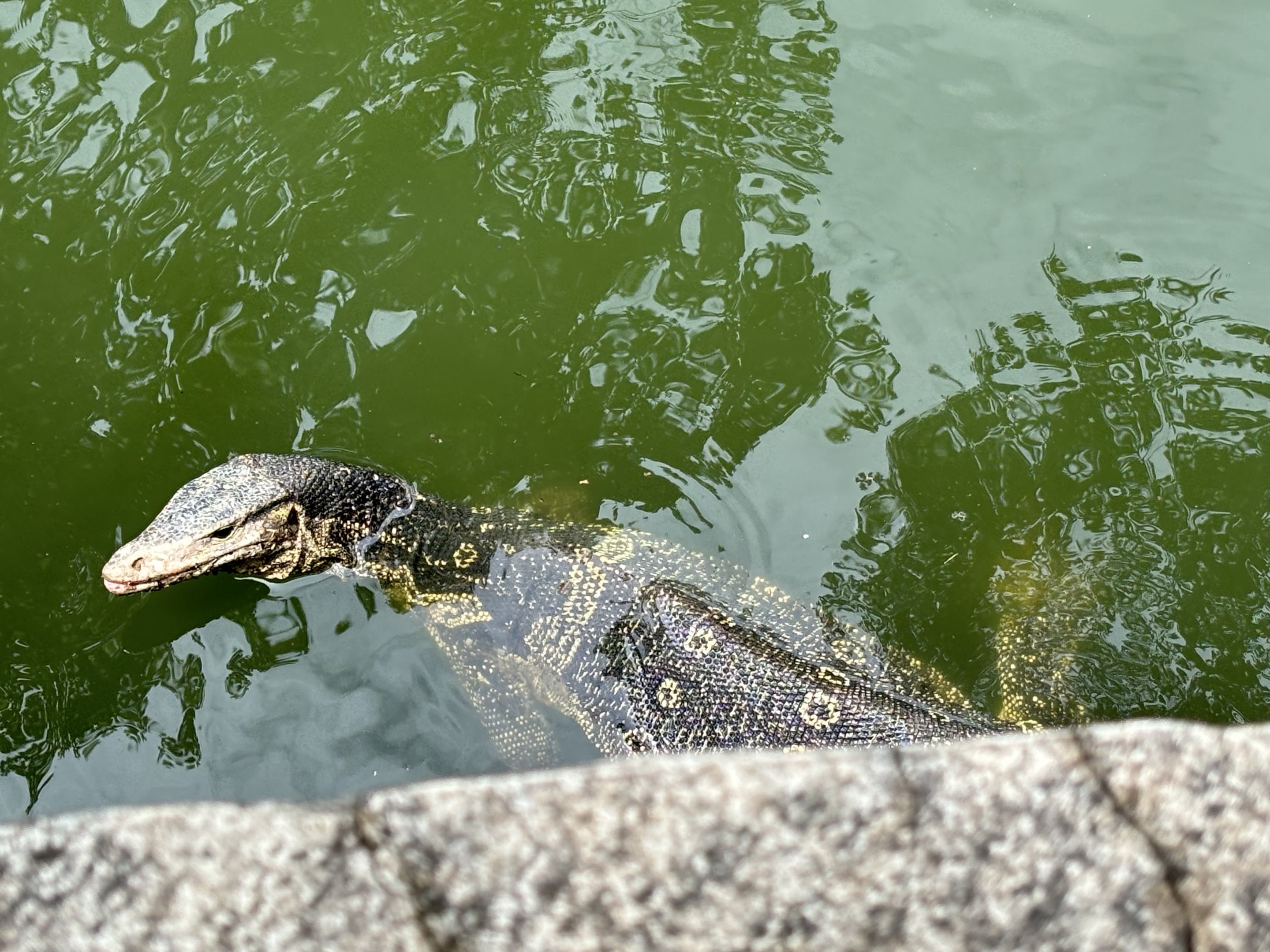 Water Monitor (wild) in Chimpanzee Exhibit Moat