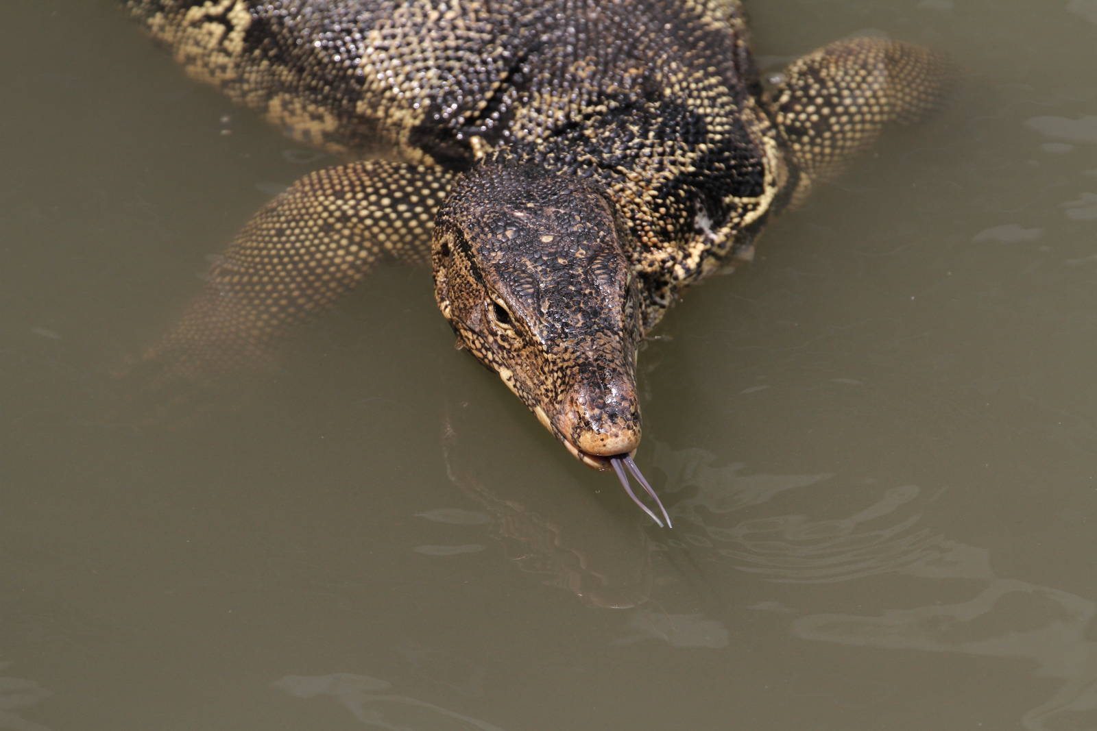 Water Monitor