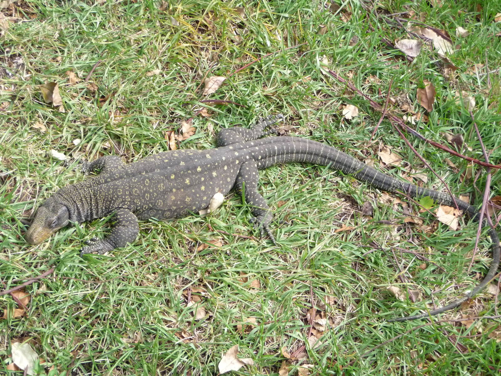 Water Monitor