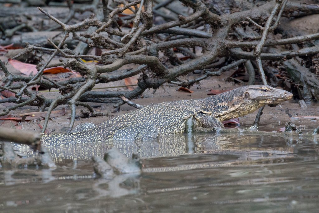 Water Monitor