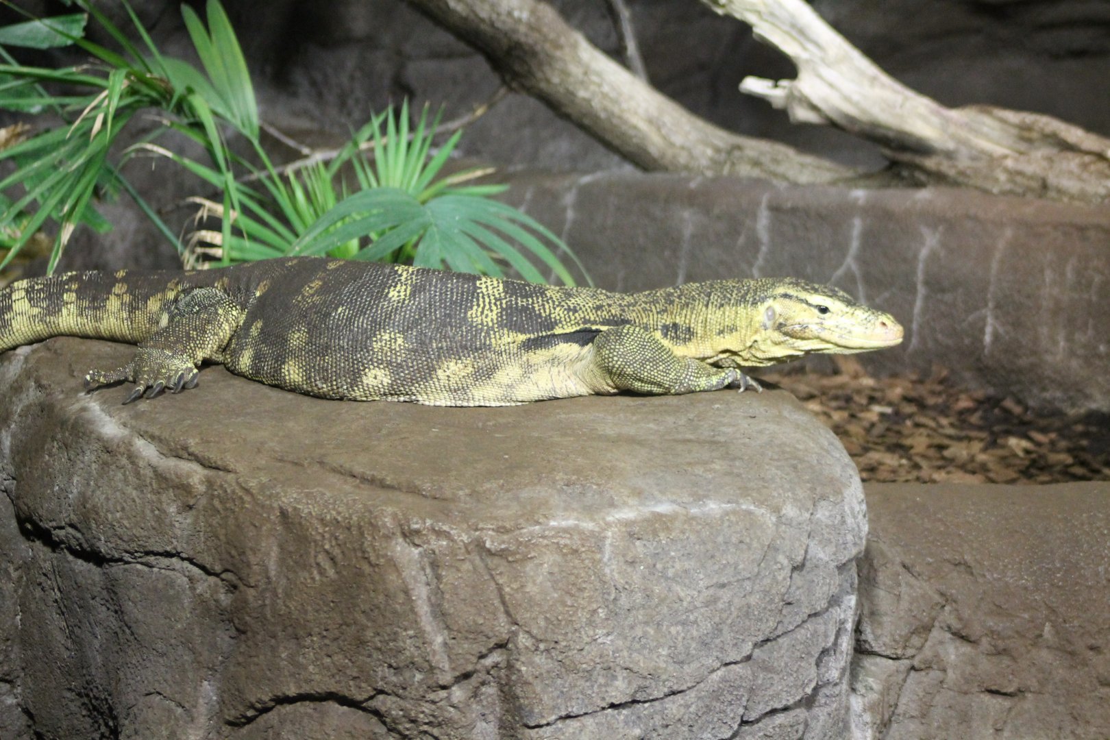 Water monitor