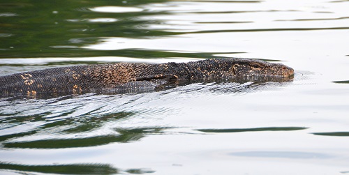 Water monitor