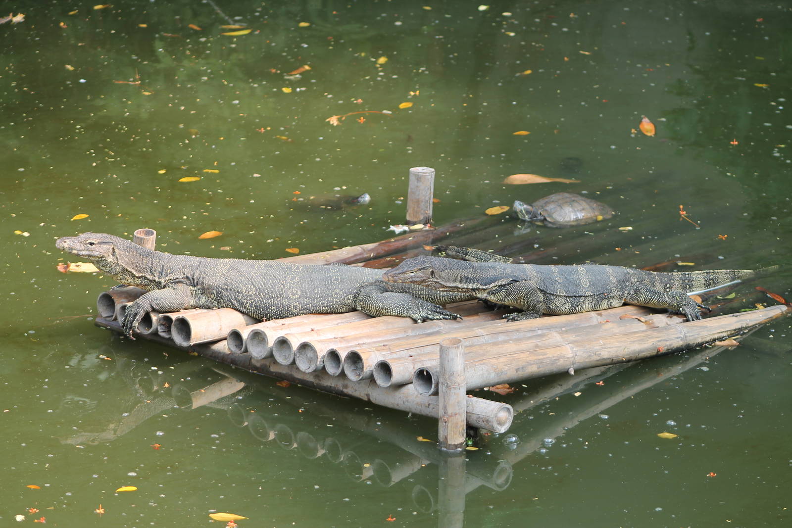 water monitors (Varanus salvator)