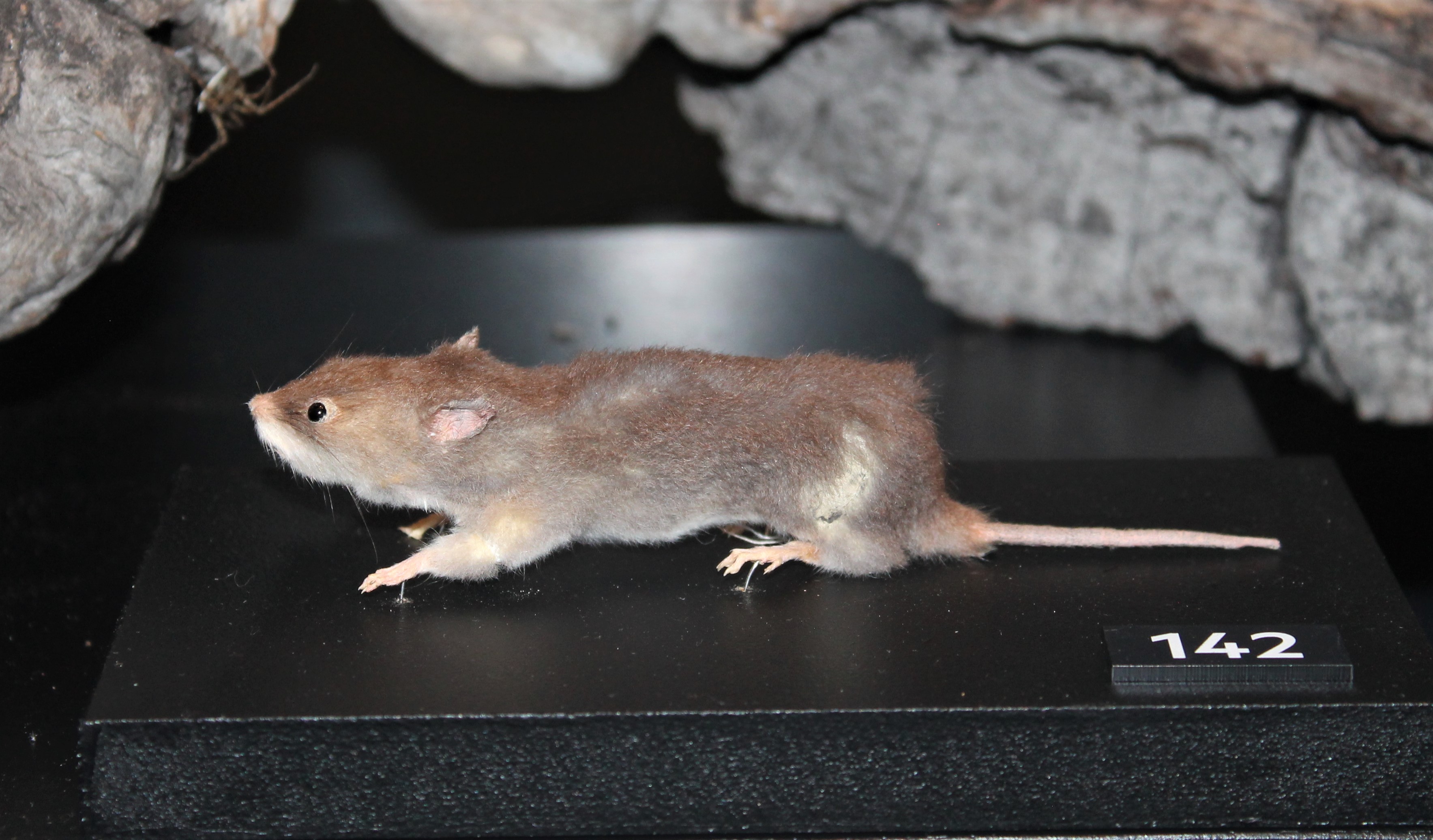 Water Mouse (Xeromys myoides)