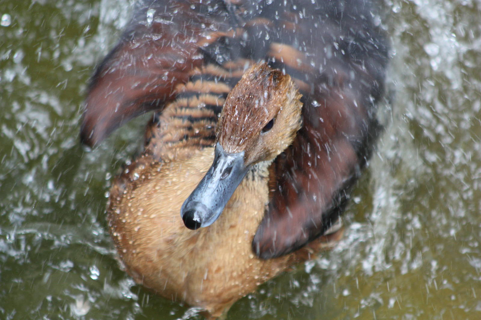 Water off a..........no, do not say it! 13th July 2014