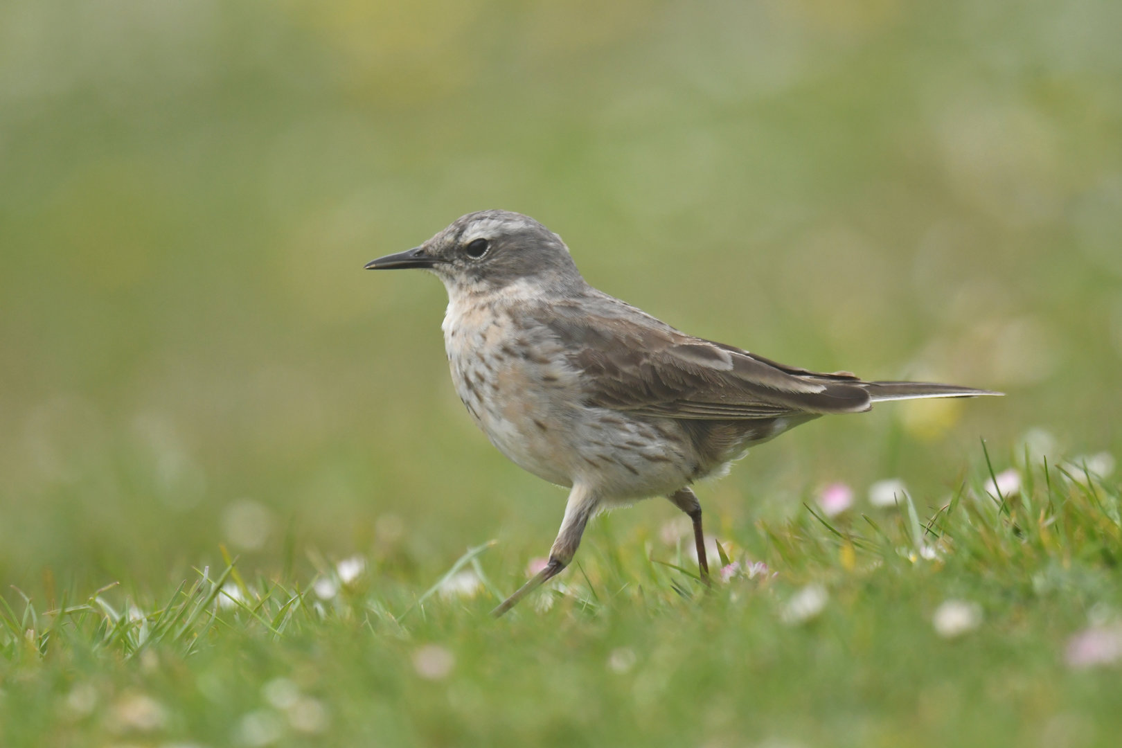 Water Pipit Anthus spinoletta