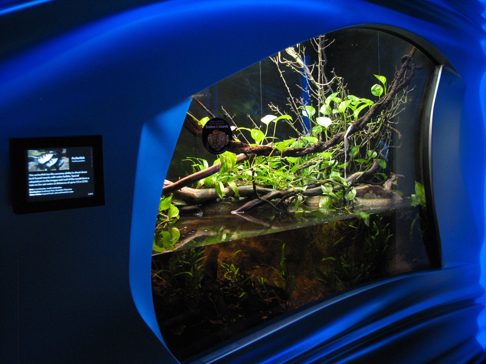 Water Planet - Archerfish Exhibit