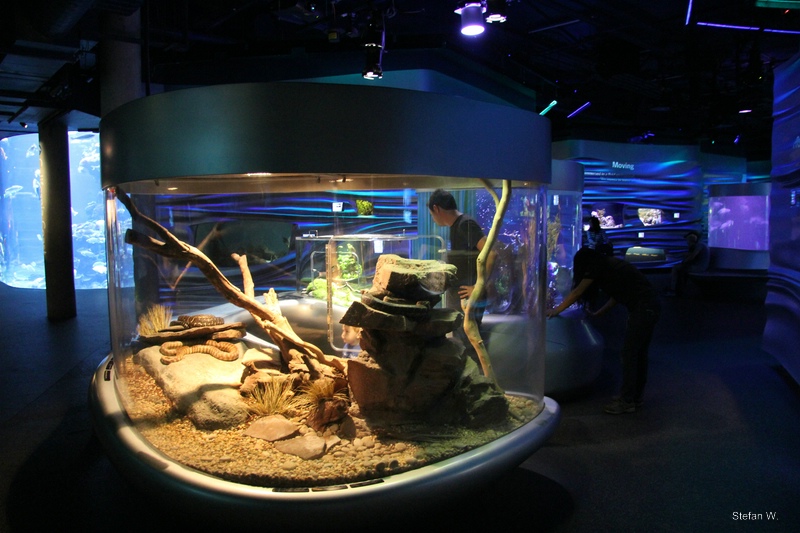 Water Planet - australian pythons (2015)