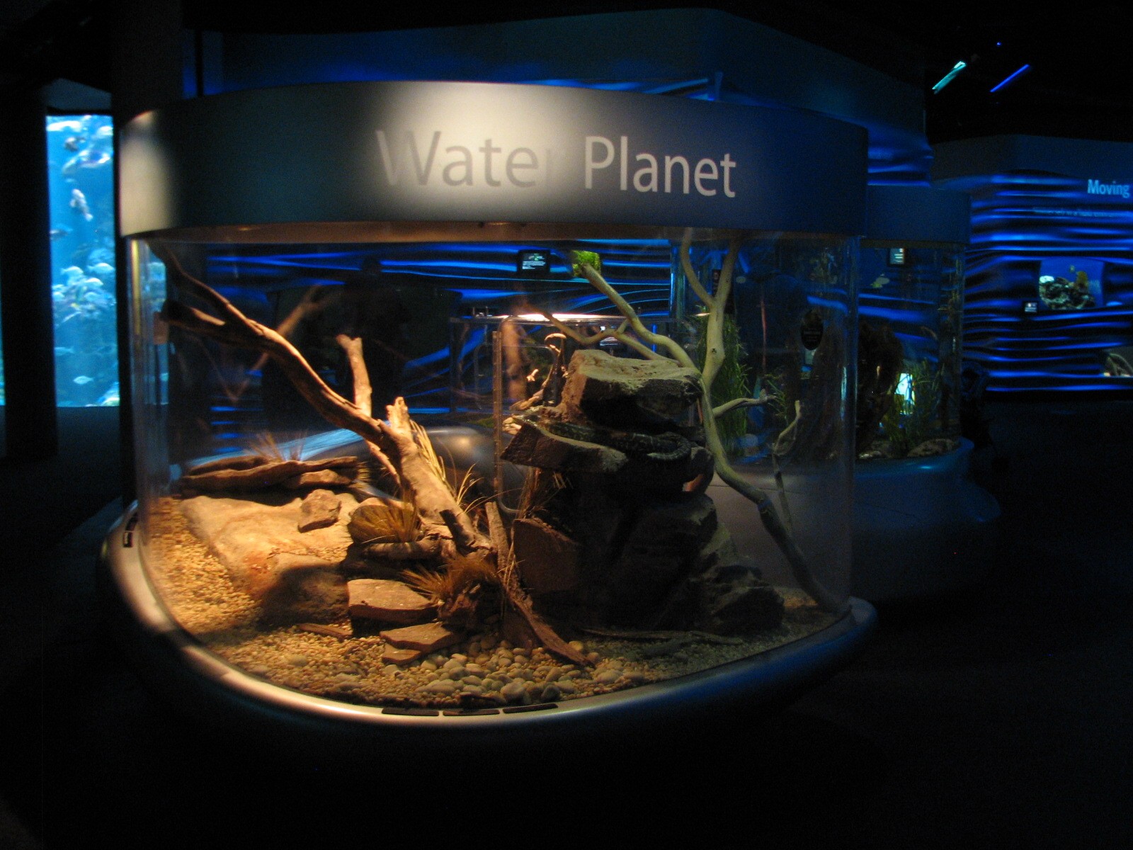 Water Planet - Black-headed Python, Woma Python, and Centralian Carpet Pyth