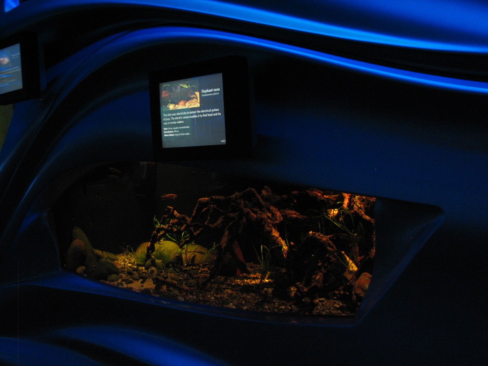 Water Planet - Elephant Nose and Gardner's Killifish Exhibit