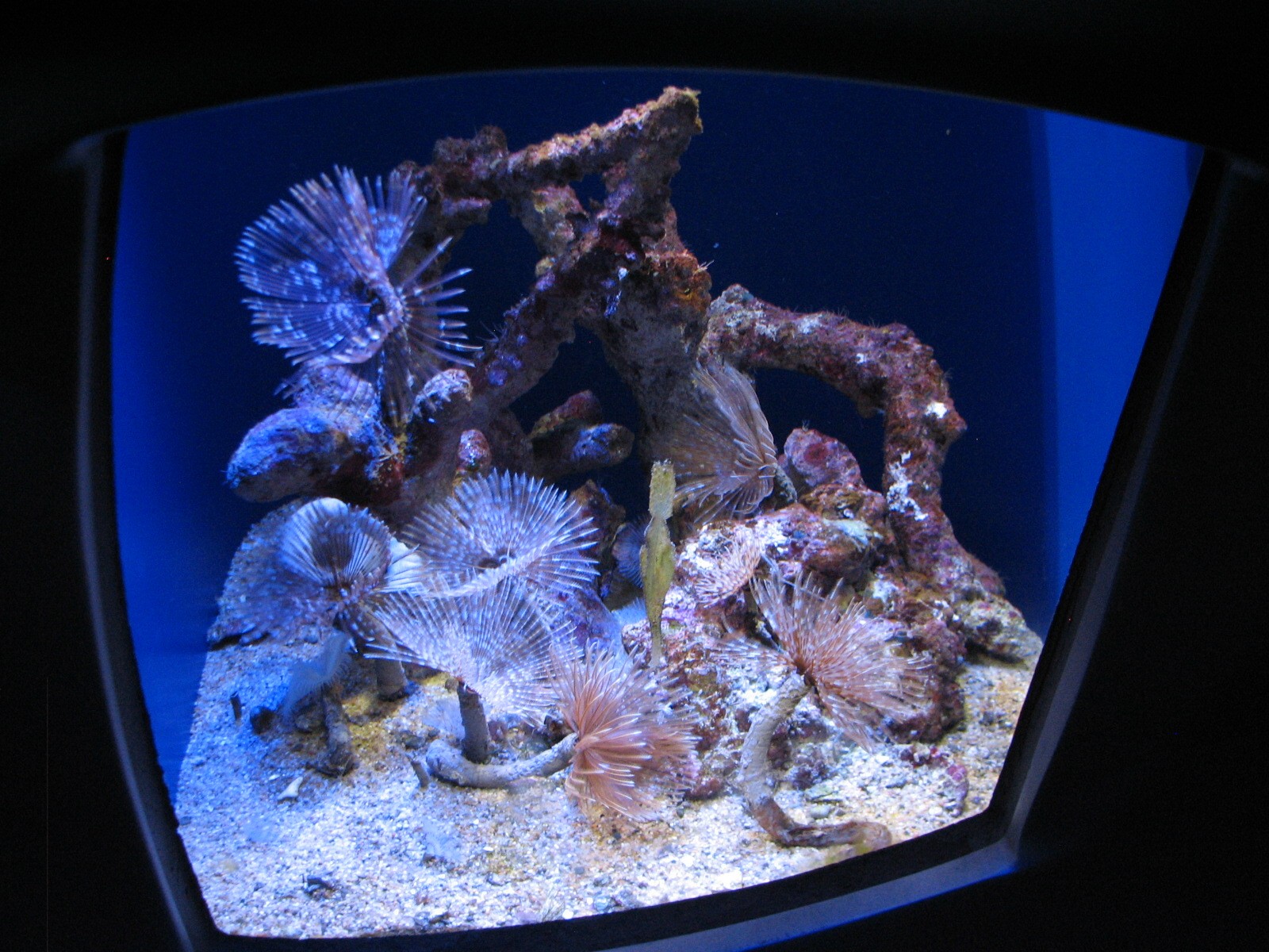 Water Planet - Featherduster Worm, Coco Worm, and Fu Manchu Lionfish Exhibi