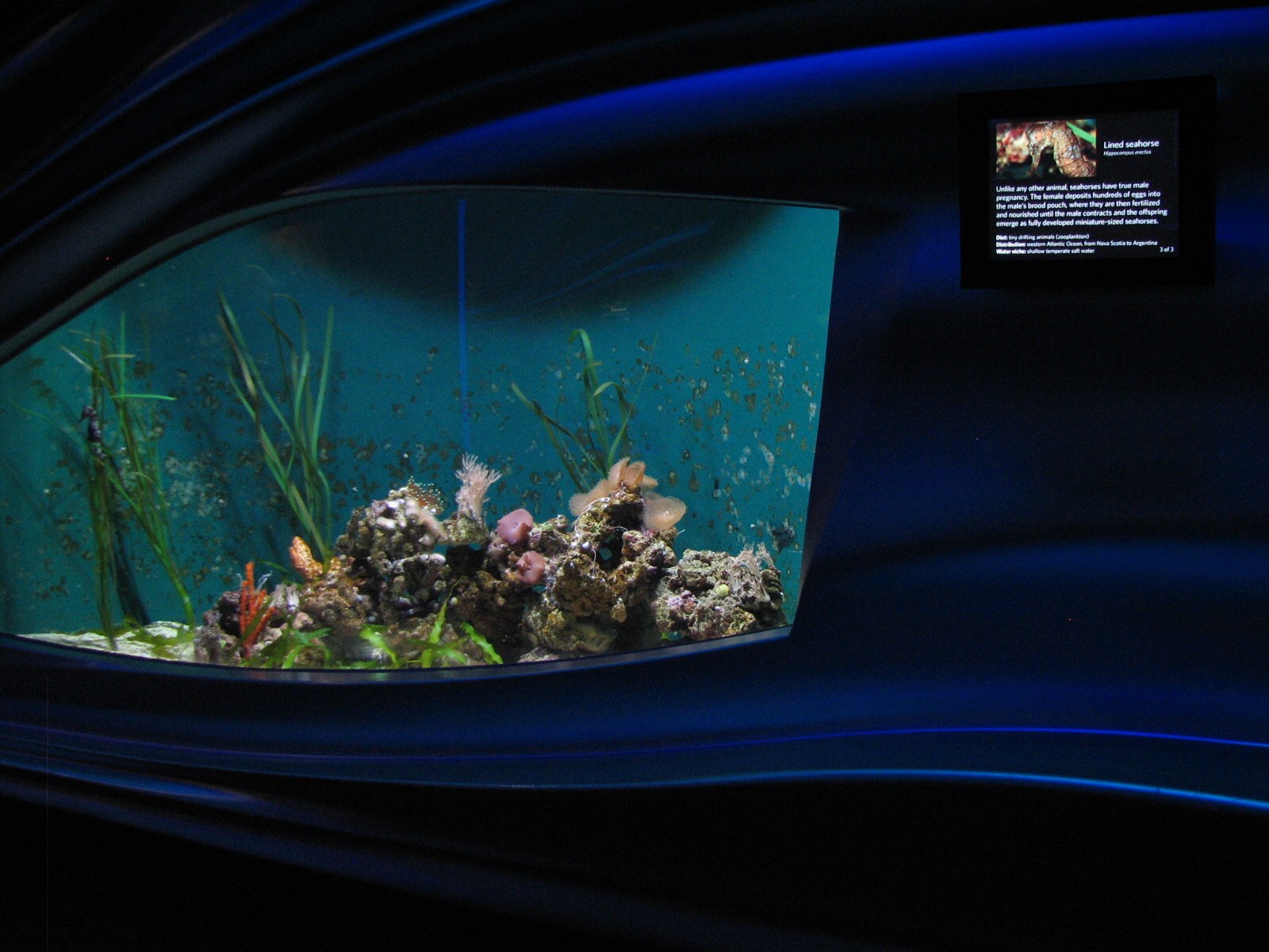 Water Planet - Lined Seahorse Exhibit