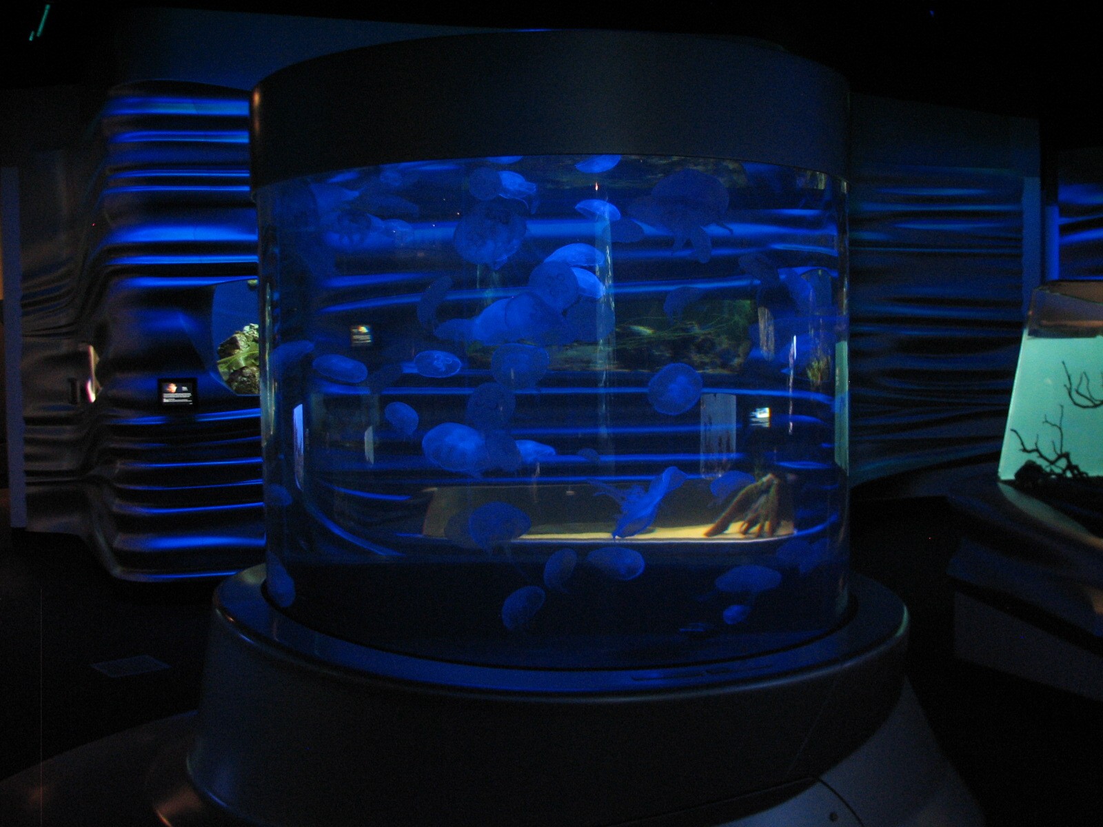 Water Planet - Moon Jelly Exhibit