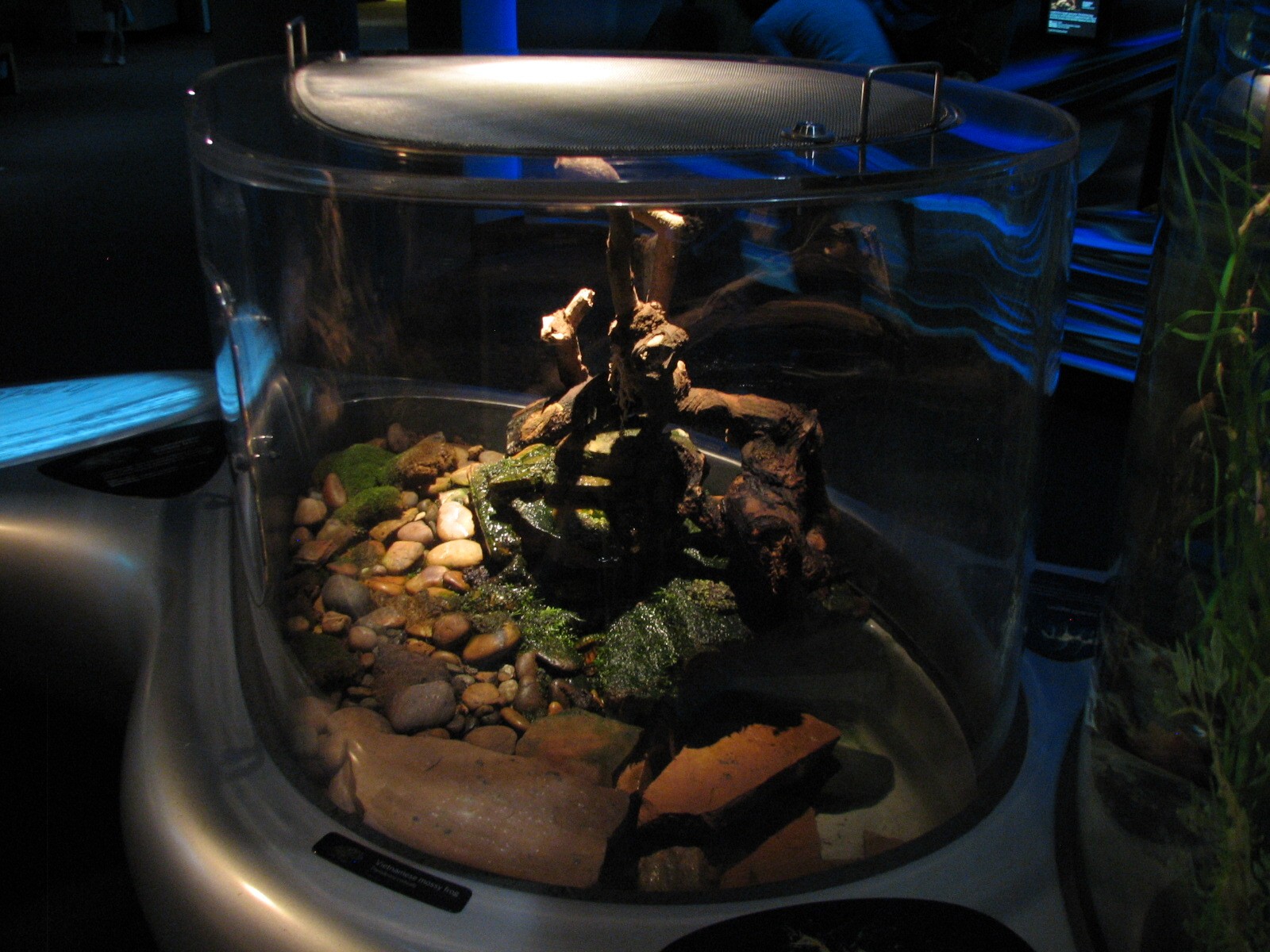 Water Planet - Vietnamese Mossy Frog Exhibit