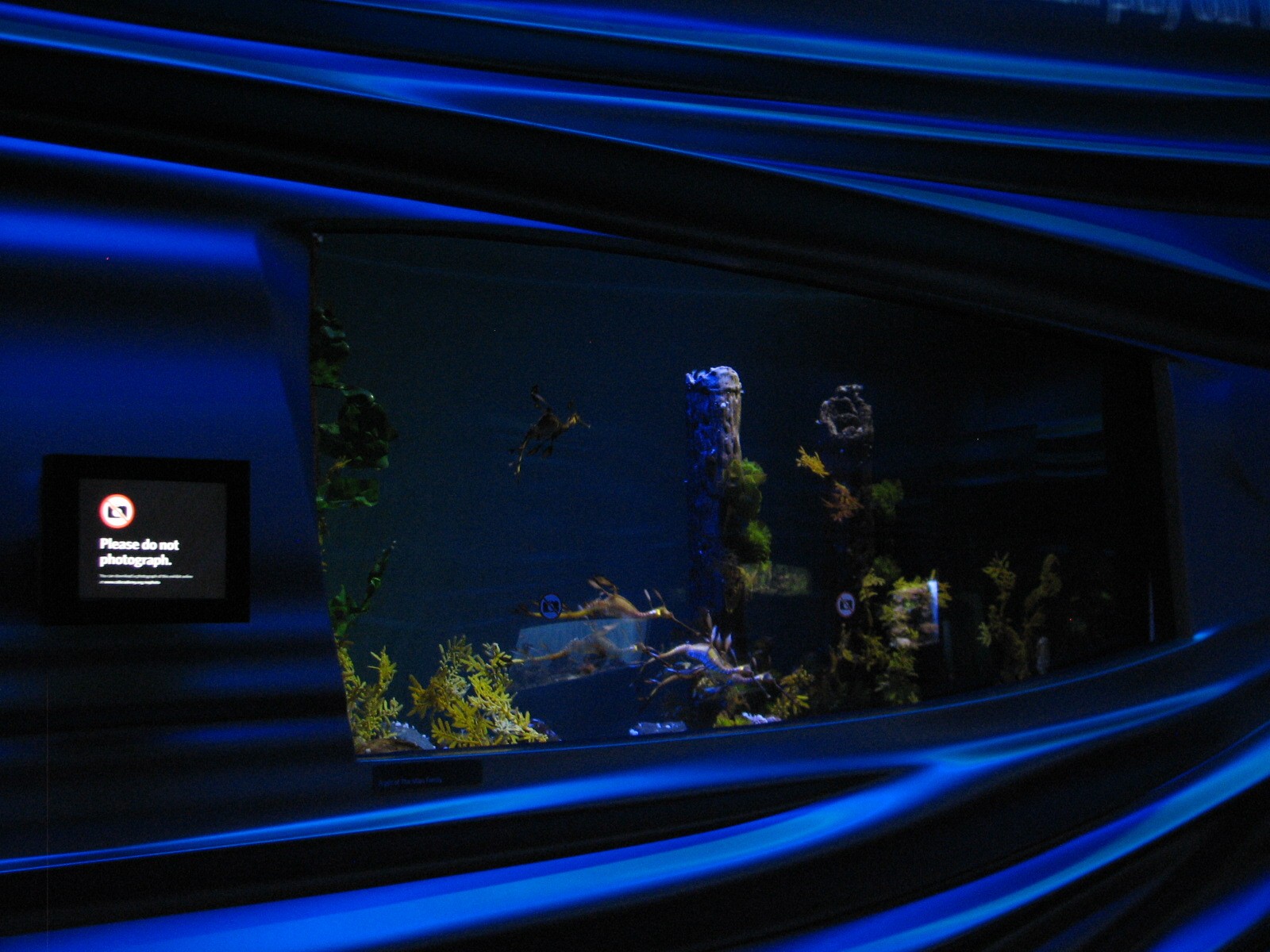 Water Planet - Weedy Seadragon Exhibit