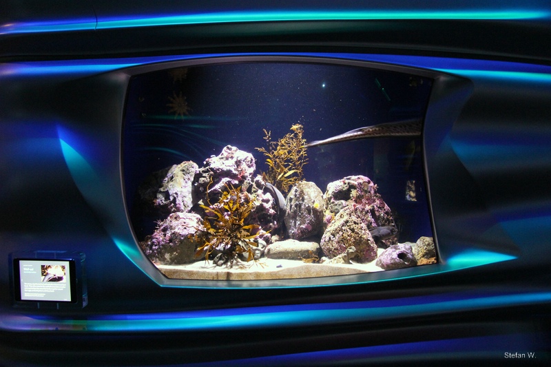 Water Planet - Wolfs Eel