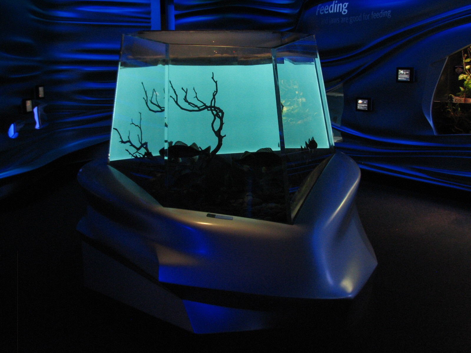 Water Planet - Yellow Perch Exhibit