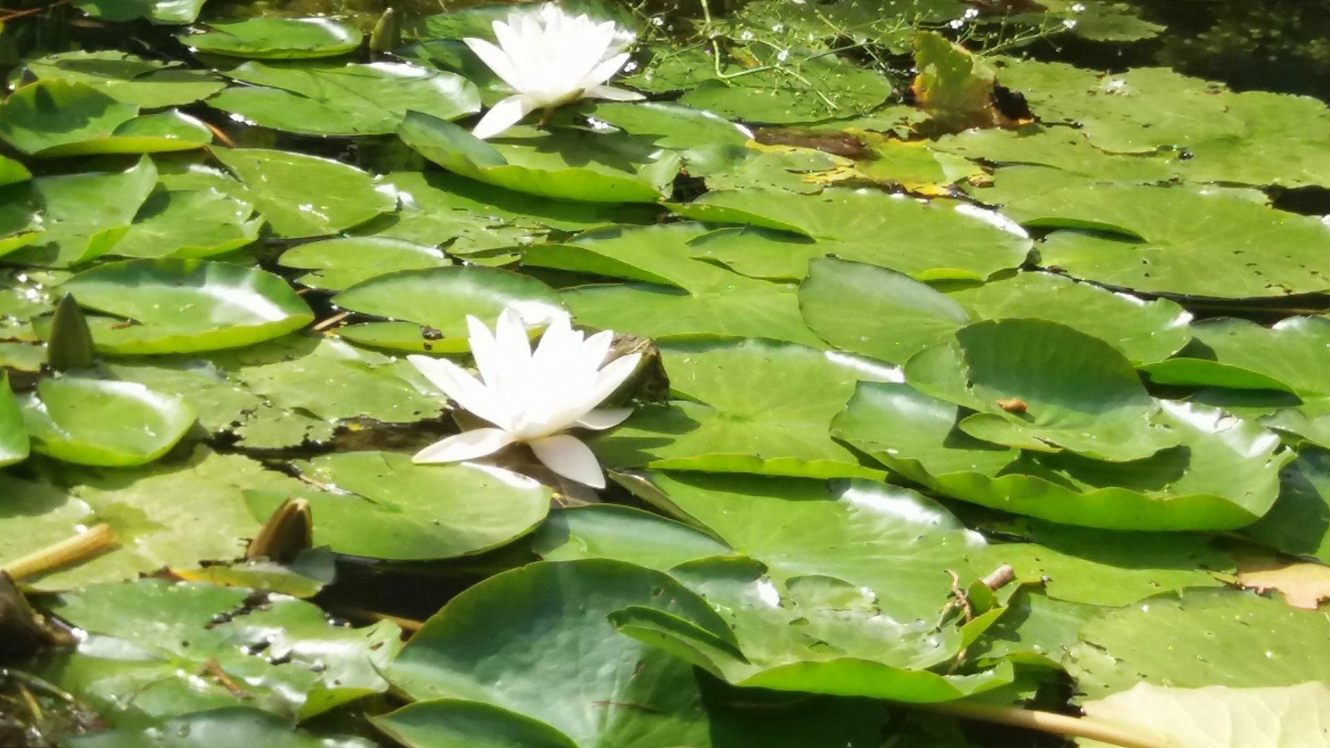 Water plants on islands river