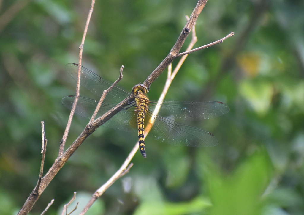 Water Prince, Hydrobasileus brevistylus