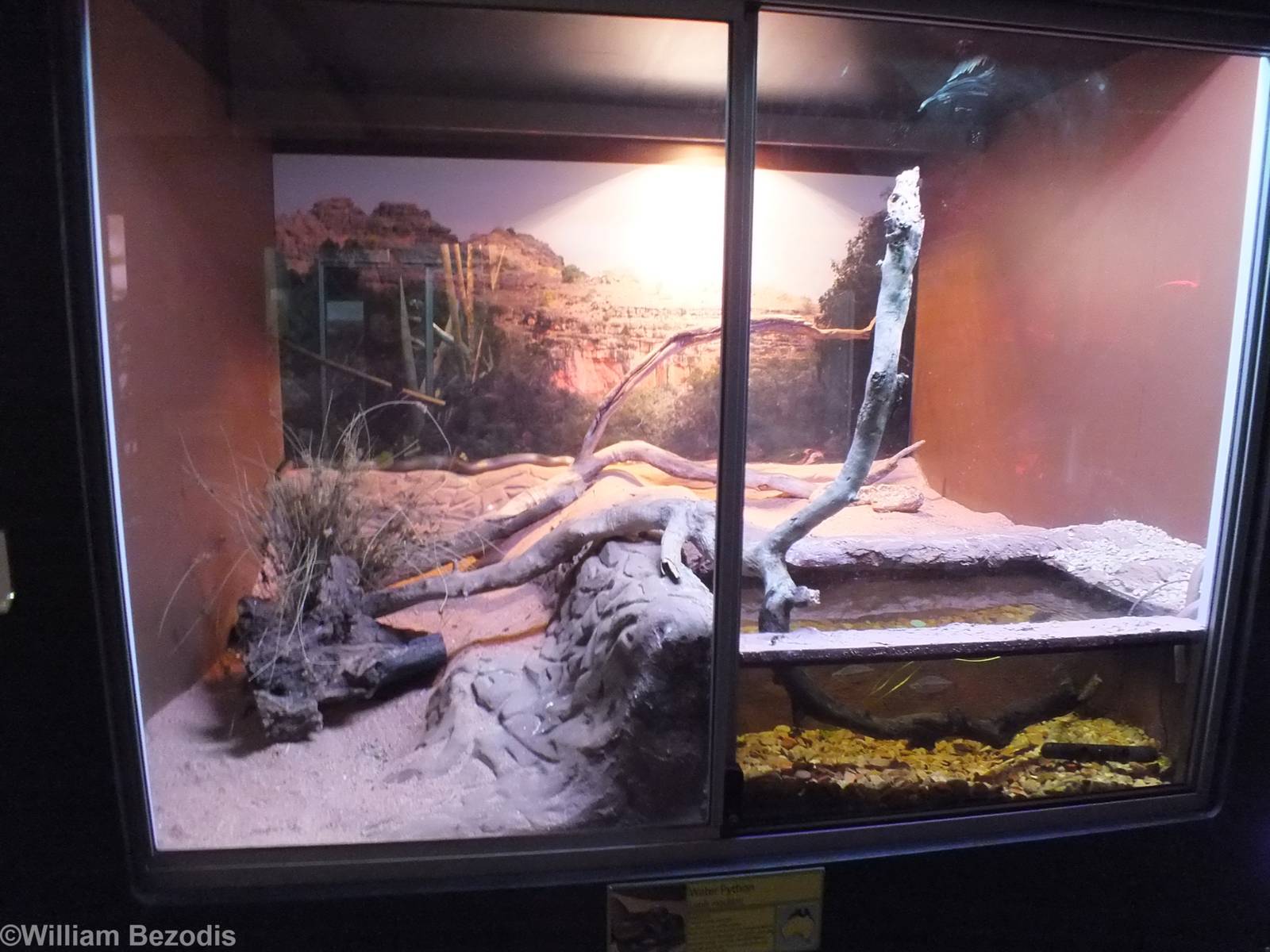Water Python Enclosure - Caversham Wildlife Park