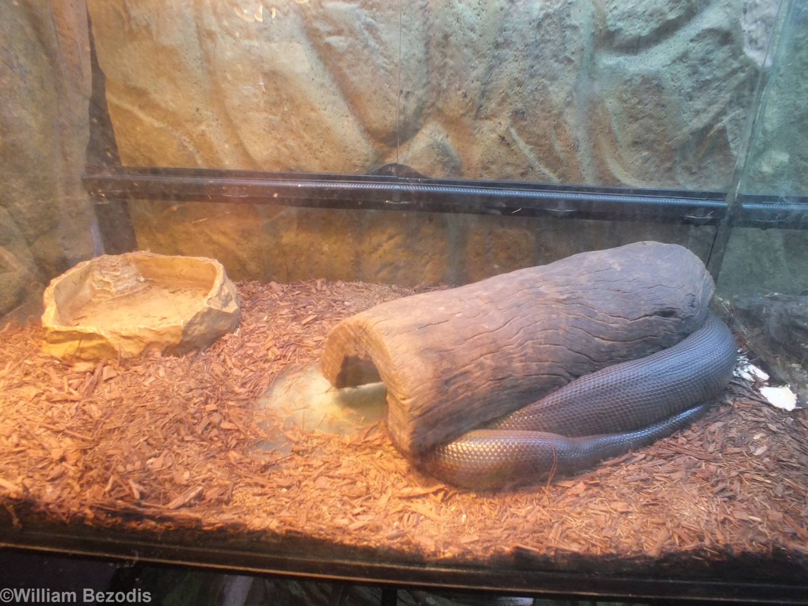 Water Python Enclosure
