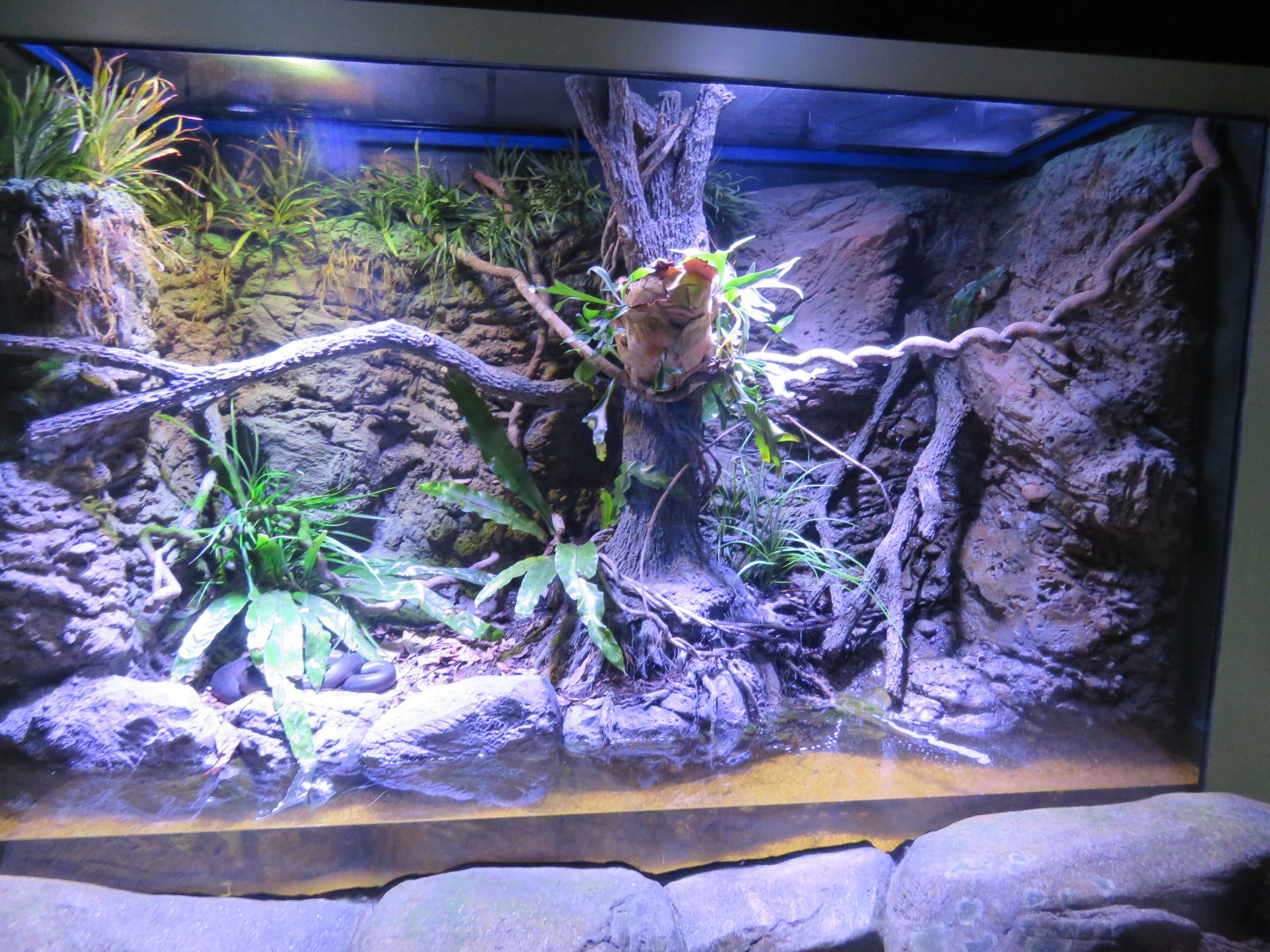 Water Python Exhibit