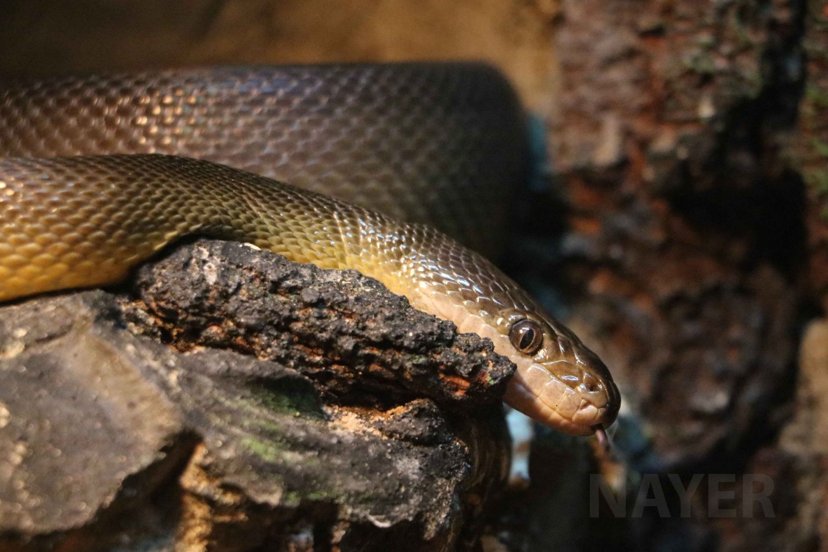 Water python, June 2016