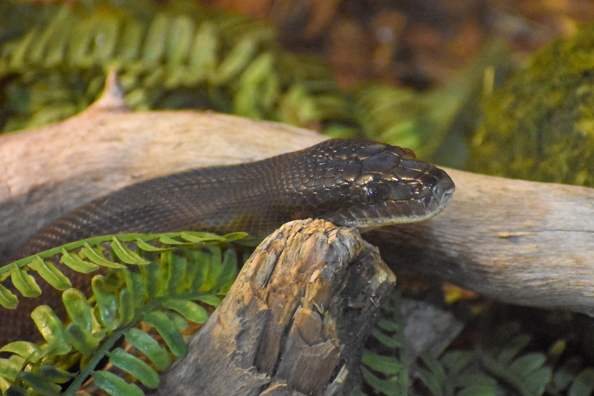 Water Python (Liasis fuscus)