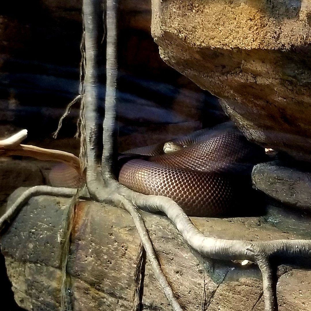 Water Python (Liasis fuscus)