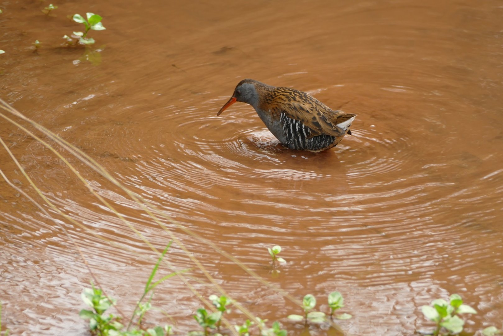 Water Rail, Paignton, March 2022