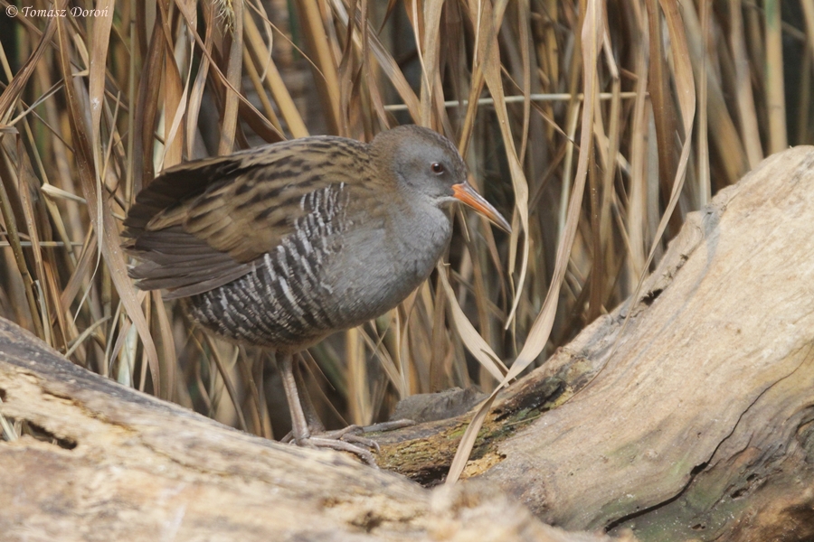 Water Rail (Rallus aquaticus)