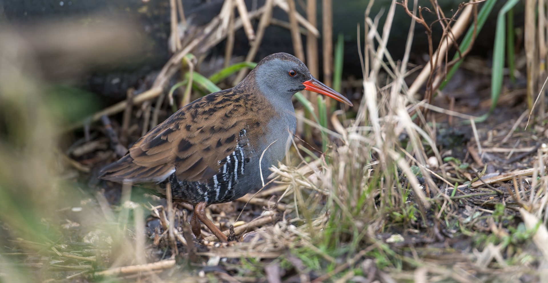 Water Rail, wild, UK